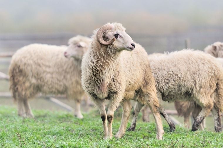 Merinoschaf Merinoschaf