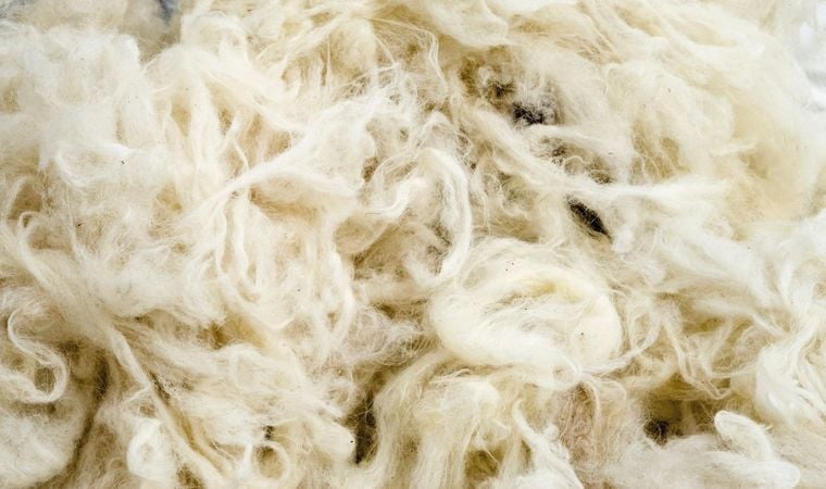 Sheep's wool Sheep's wool